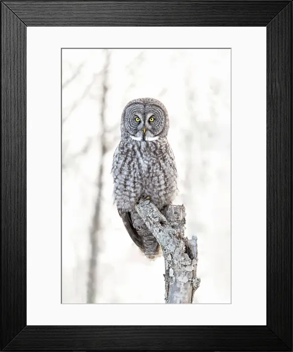Framed Print : A great grey owl sitting in a tree in the winter in Quebec, Canada