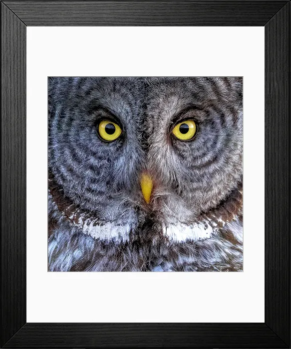 Framed Print : A close up of a great gray owl in the summer in Alberta, Canada Framed Print : A close up of a great gray owl in the summer in Alberta, Canada
