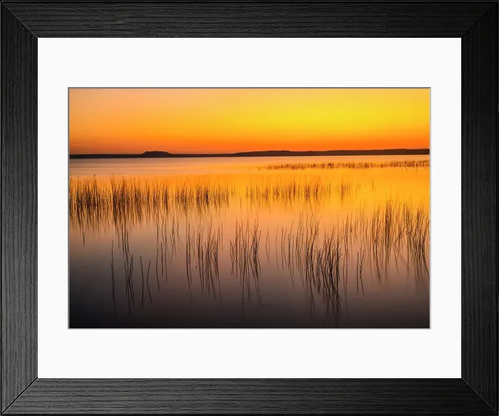 Framed Print : Lake Mindemoya reed beds at sunset, Manitoulin Island- Mindemoya, Ontario, Canada Framed Print : Lake Mindemoya reed beds at sunset, Manitoulin Island- Mindemoya, Ontario, Canada
