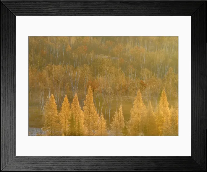 Framed Print : Autumn larches in the morning mist and frost, Greater Sudbury, Ontario, Canada Framed Print : Autumn larches in the morning mist and frost, Greater Sudbury, Ontario, Canada