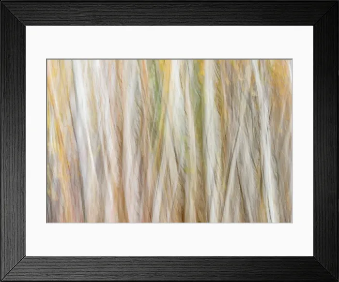 Framed Print : Birch tree trunks, , Ontario, Canada Framed Print : Birch tree trunks, , Ontario, Canada