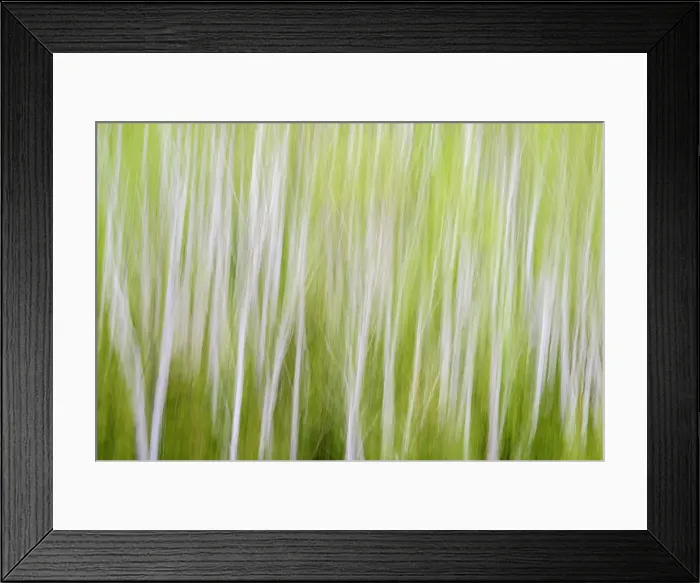 Framed Print : Birch trees in spring, Greater Sudbury, Ontario, Canada Framed Print : Birch trees in spring, Greater Sudbury, Ontario, Canada