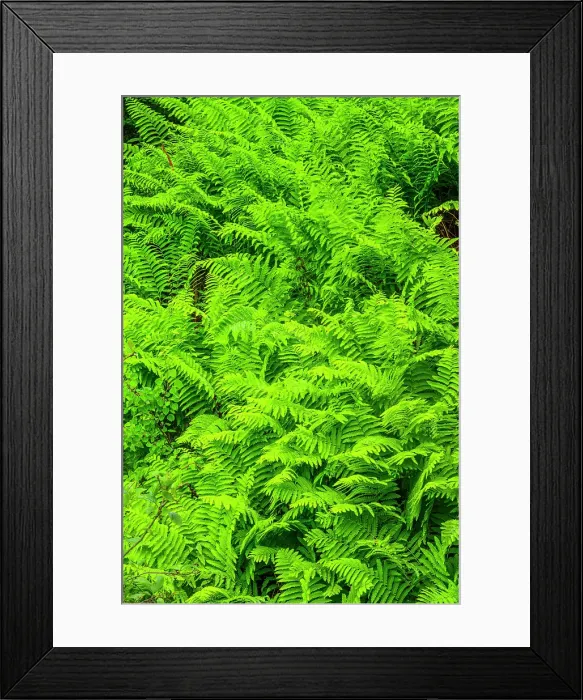 Framed Print : Ferns, Fundy National Park, New Brunswick, Canada Framed Print : Ferns, Fundy National Park, New Brunswick, Canada