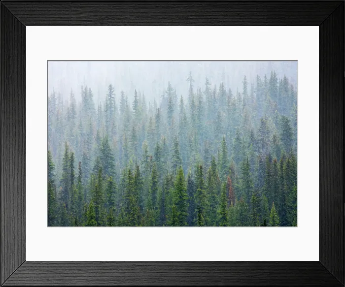 Framed Print : Torrential rain downpour over montane forest at Bow Lake. Icefields Parkway. Banff National Park, Alberta, Canada Framed Print : Torrential rain downpour over montane forest at Bow Lake. Icefields Parkway. Banff National Park, Alberta, Canada