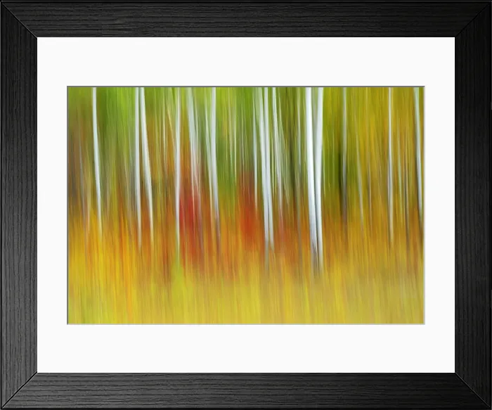 Framed Print : Intentionl camera movement of trees (ICM) of autumn scenic along the edge of deciduous forest. Pinawa, Manitoba, Canada Framed Print : Intentionl camera movement of trees (ICM) of autumn scenic along the edge of deciduous forest. Pinawa, Manitoba, Canada