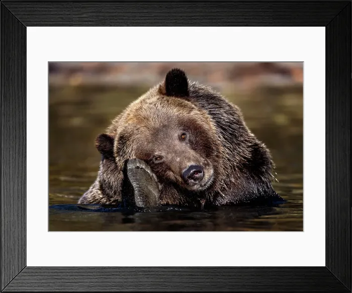 Framed Print : A grizzly bear scratches its head with its back paw while in the water fishing for salmon in Chilko Lake, British columbia, Canada Framed Print : A grizzly bear scratches its head with its back paw while in the water fishing for salmon in Chilko Lake, British columbia, Canada