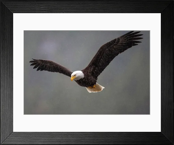 Framed Print : A bald eagle in the rain checks out the water below in the Khutzeymateen Grizzly Bear Sanctuary Framed Print : A bald eagle in the rain checks out the water below in the Khutzeymateen Grizzly Bear Sanctuary