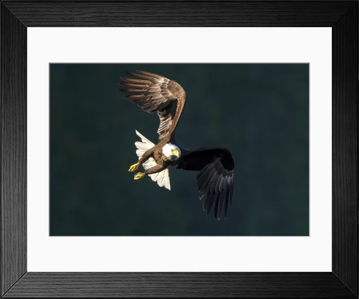 Framed Print : A bald eale in flight at sunset on Vancouve4r Island, British Columbia, Canada