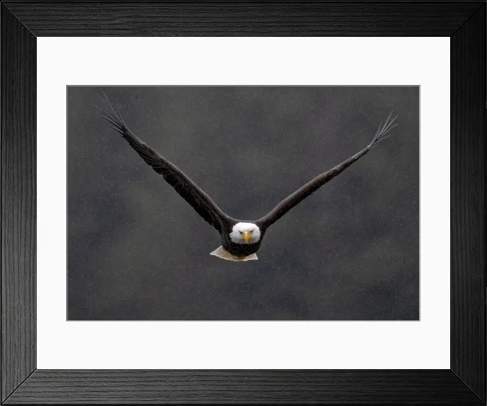 Framed Print : A bald eagle in the snow in flight in the Great Bear Rainforest, British Columbia, Canada Framed Print : A bald eagle in the snow in flight in the Great Bear Rainforest, British Columbia, Canada