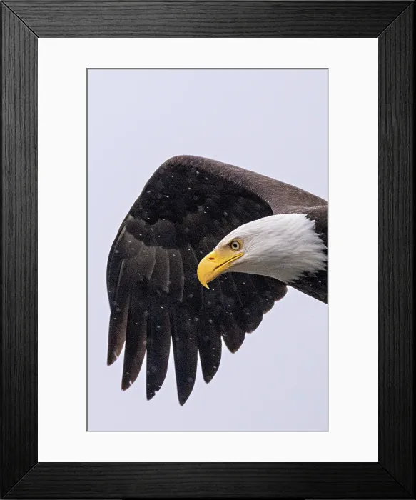 Framed Print : A close up of a bald eagle in flight in the snow in Great Bear Rainforest, British Columbia, Canada Framed Print : A close up of a bald eagle in flight in the snow in Great Bear Rainforest, British Columbia, Canada