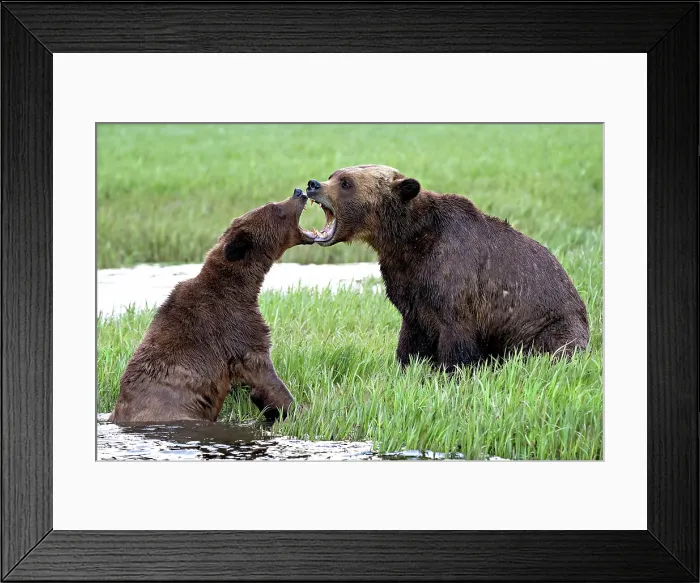 Framed Print : Mating Grizzly bears in the Khutzeymateen Grizzly Bear Sanctuary mouth to mouth in the sedge grasses Framed Print : Mating Grizzly bears in the Khutzeymateen Grizzly Bear Sanctuary mouth to mouth in the sedge grasses