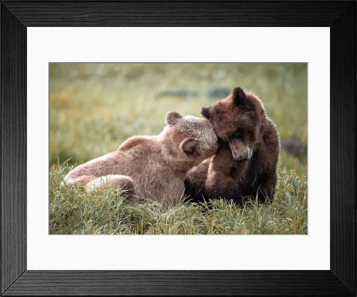 Framed Print : Young mating bears in a tender moment in the Khutzeymateen Grizzly Bear Sanctuary Framed Print : Young mating bears in a tender moment in the Khutzeymateen Grizzly Bear Sanctuary