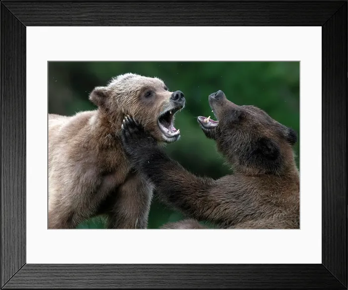 Framed Print : Young mating bears in the Khutzeymateen Grizzly Bear Sanctuary Framed Print : Young mating bears in the Khutzeymateen Grizzly Bear Sanctuary