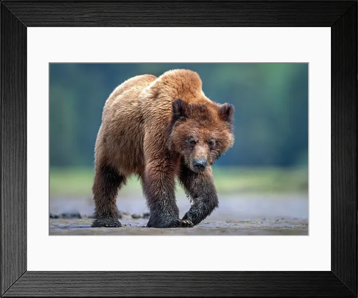 Framed Print : A grizzly bear walks covered in mud at low tide on the mud flats in the Khutzeymateen Grizzly Bear Sanctuary Framed Print : A grizzly bear walks covered in mud at low tide on the mud flats in the Khutzeymateen Grizzly Bear Sanctuary