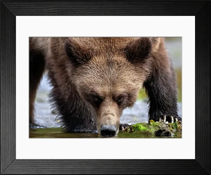 Framed Print : A grizzly bear drinks water from the stream in the Great Bear Rainforest, Canada Framed Print : A grizzly bear drinks water from the stream in the Great Bear Rainforest, Canada