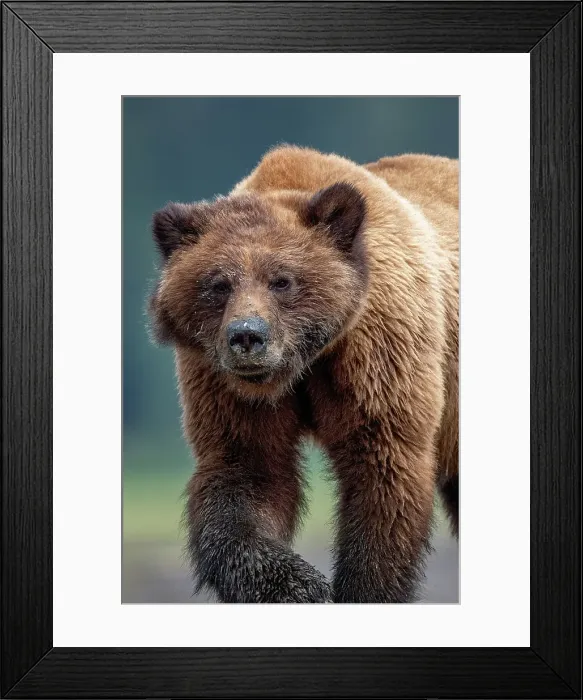 Framed Print : A grizzly bear walks at low tide w in the Khutzeymateen Grizzly Bear Sanctuary in British Columbia, Canada Framed Print : A grizzly bear walks at low tide w in the Khutzeymateen Grizzly Bear Sanctuary in British Columbia, Canada