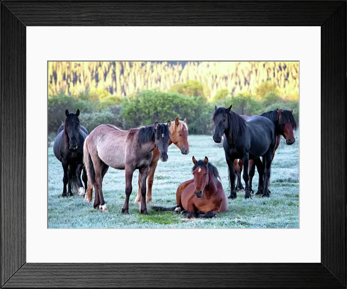 Framed Print : A herd of wild horsee gathered on a frosty mroning in Alberta, Canada Framed Print : A herd of wild horsee gathered on a frosty mroning in Alberta, Canada