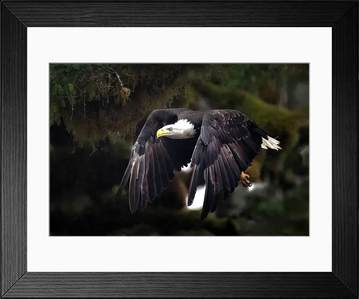 Framed Print : A bald eagle in flight in the Great Bear Rainforest, British Columbia, Canada Framed Print : A bald eagle in flight in the Great Bear Rainforest, British Columbia, Canada