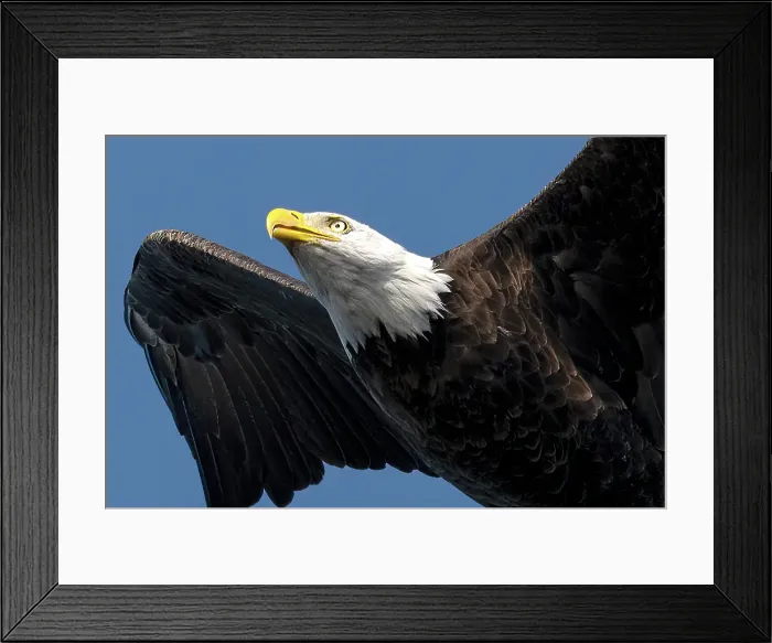 Framed Print : A close up of a bald eagle in flight iin Great Bear Rainforest, British Columbia, Canada Framed Print : A close up of a bald eagle in flight iin Great Bear Rainforest, British Columbia, Canada
