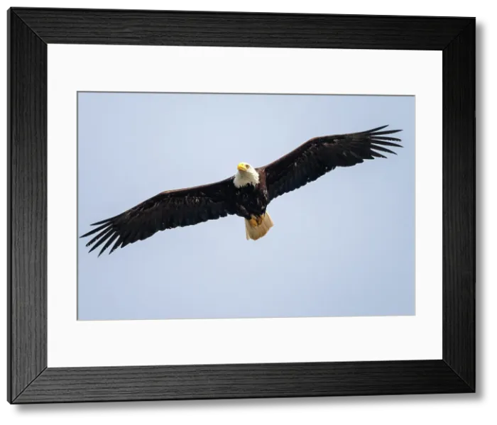 Framed Print : A bad eagle in flight in the Great Bear Rainforest, British Columbia, Canada Framed Print : A bad eagle in flight in the Great Bear Rainforest, British Columbia, Canada