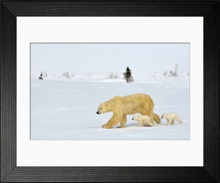 Framed Print : A momma bear with her two tiny cubs run on the frozen tundra in Wapusk National Park, Manitoba Canada Framed Print : A momma bear with her two tiny cubs run on the frozen tundra in Wapusk National Park, Manitoba Canada