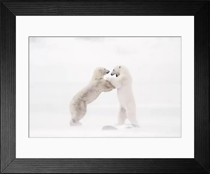 Framed Print : Polar bears sparring in a snowstorm in Churchill, Manitoba, Canada