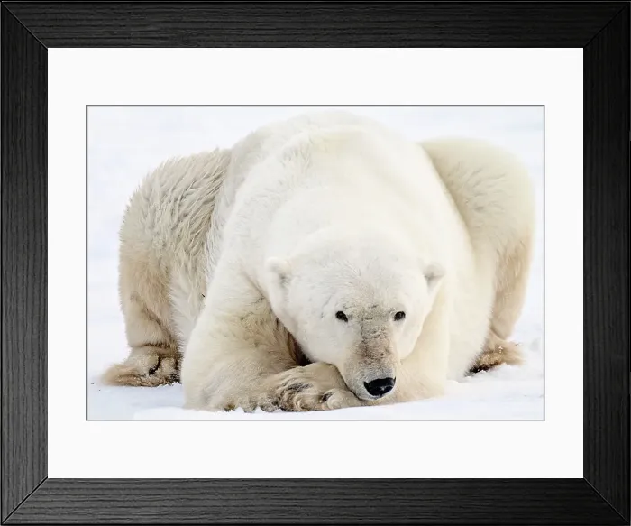 Framed Print : A large male polar bear lyinkg on the snow in Churchill, Manitoba
