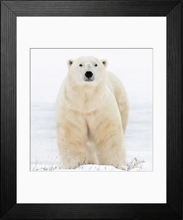 Framed Print : A big male polar bear looks directly ahead in the snow in Churchill, Manitoba, Canada Framed Print : A big male polar bear looks directly ahead in the snow in Churchill, Manitoba, Canada