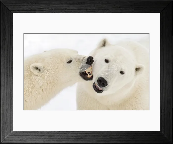Framed Print : Polar bears sparring in Churchill, Manitoba, Canada Framed Print : Polar bears sparring in Churchill, Manitoba, Canada