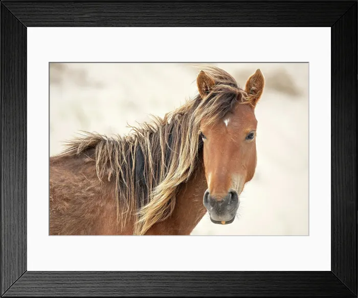 Framed Print : A wild horse on Sable Island, Nova Scotia, Canada Framed Print : A wild horse on Sable Island, Nova Scotia, Canada
