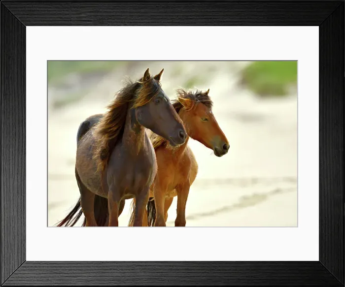 Framed Print : A wild horse walking on the beach on Sable Island, Nova Scotia, Canada Framed Print : A wild horse walking on the beach on Sable Island, Nova Scotia, Canada
