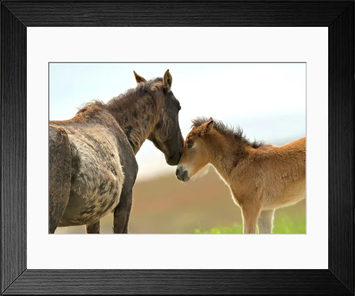 Framed Print : A wild horse and her foal on Sable Island, Nova Scotia, Canada Framed Print : A wild horse and her foal on Sable Island, Nova Scotia, Canada