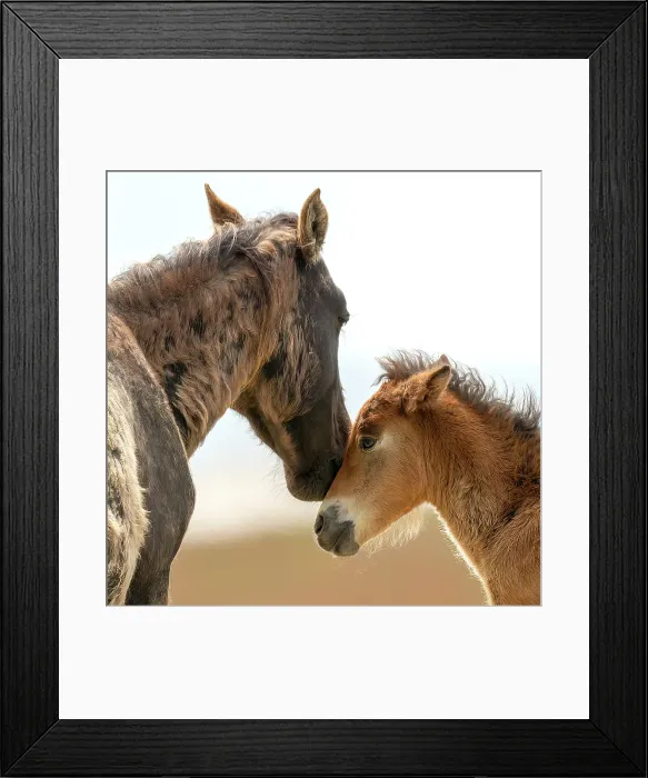 Framed Print : A tender moment between a horse and her foal Framed Print : A tender moment between a horse and her foal