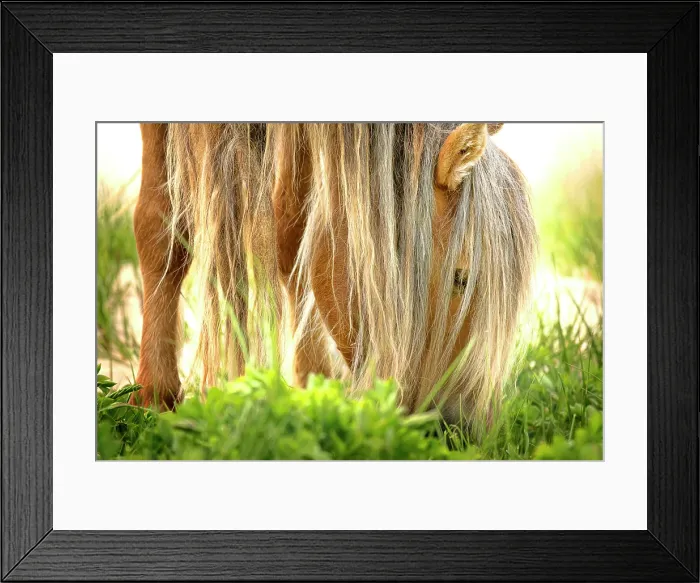 Framed Print : A wild horse onS able Island, Nova Scota Framed Print : A wild horse onS able Island, Nova Scota