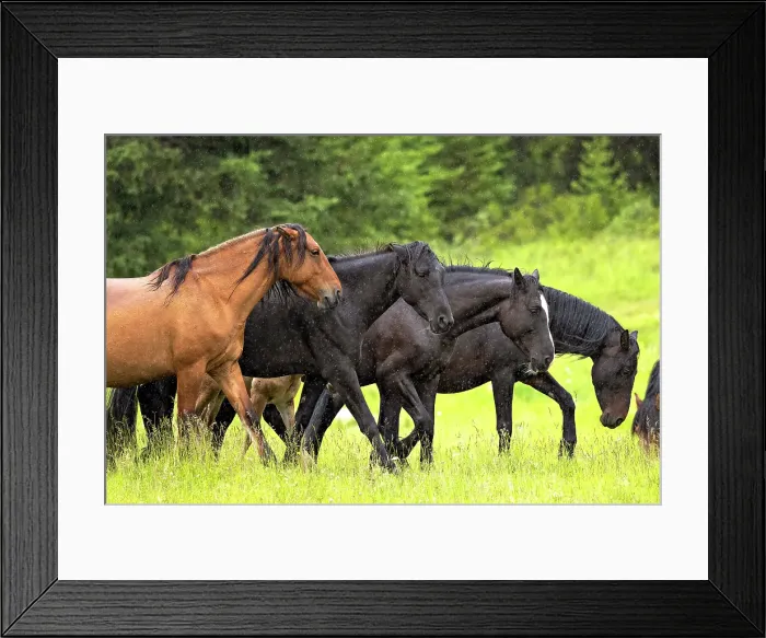 Framed Print : Wild horses running in the rain in Alberta, Canada Framed Print : Wild horses running in the rain in Alberta, Canada