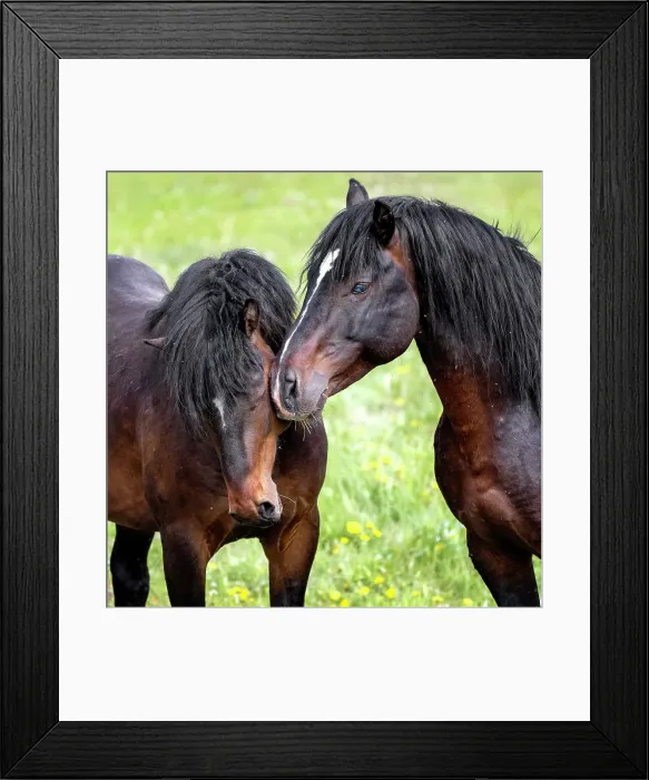 Framed Print : Wild horses in Alberta, Canada
