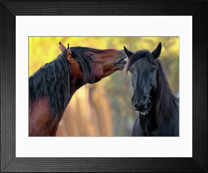 Framed Print : Wild horses iin Alberta, Canada Framed Print : Wild horses iin Alberta, Canada