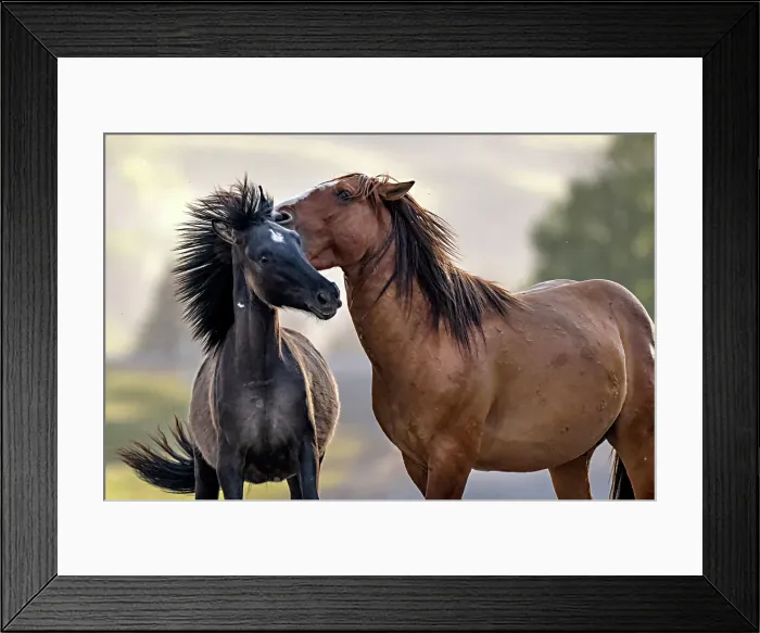 Framed Print : Wild horses playing in Alberta, Canada Framed Print : Wild horses playing in Alberta, Canada