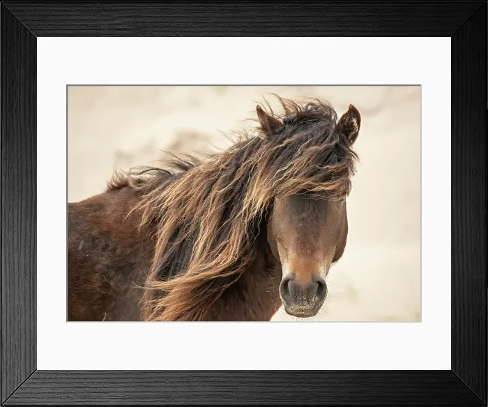 Framed Print : A wild horse on Sable Island, Nova Scotia, Canada