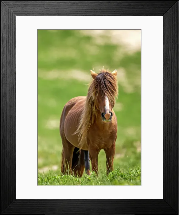 Framed Print : A wild horse on Sable Island, Nova Scota, Canada Framed Print : A wild horse on Sable Island, Nova Scota, Canada