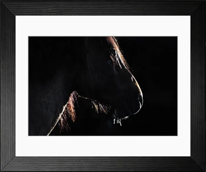 Framed Print : A silouette of a wild horse in Alberta, Canada Framed Print : A silouette of a wild horse in Alberta, Canada