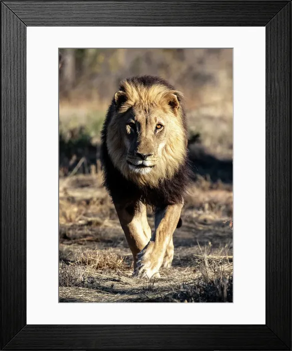 Framed Print : Lion male, Okonjima Nature Reserve, Namibia Framed Print : Lion male, Okonjima Nature Reserve, Namibia