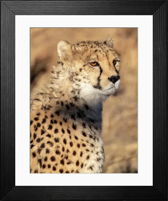 Framed Print : Cheetah, Okonjima Nature Reserve, Namibia Framed Print : Cheetah, Okonjima Nature Reserve, Namibia