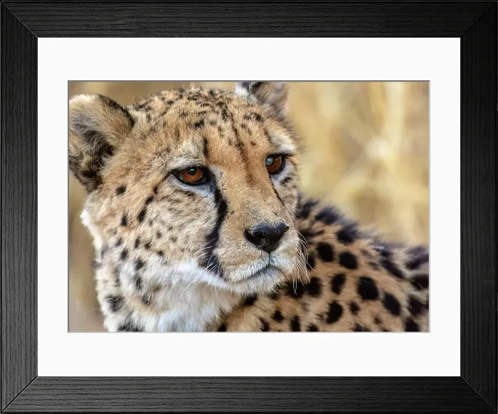 Framed Print : Cheetah portrait, Okonjima Nature Reserve, Namibia Framed Print : Cheetah portrait, Okonjima Nature Reserve, Namibia