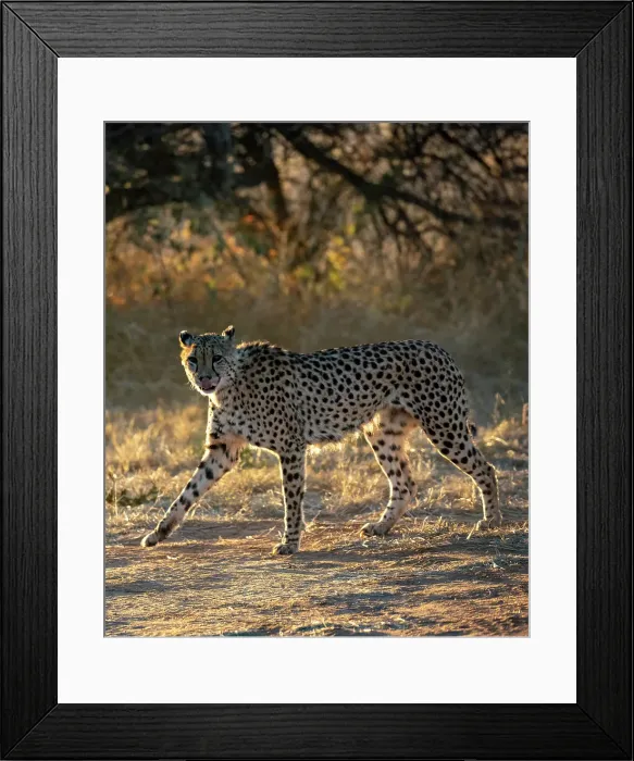 Framed Print : Cheetah, Okonjima Nature Reserve, Namibia Framed Print : Cheetah, Okonjima Nature Reserve, Namibia