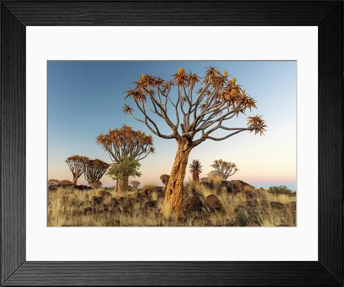 Framed Print : Quiver trees (Aloidendron dichotomum), Quiver tree Forest, near Keetmanshoop, Namibia Framed Print : Quiver trees (Aloidendron dichotomum), Quiver tree Forest, near Keetmanshoop, Namibia