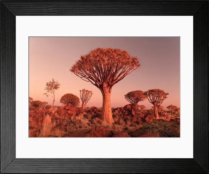Framed Print : Quiver trees (Aloidendron dichotomum) at dusk, Quiver tree Forest, near Keetmanshoop, Namibia Framed Print : Quiver trees (Aloidendron dichotomum) at dusk, Quiver tree Forest, near Keetmanshoop, Namibia