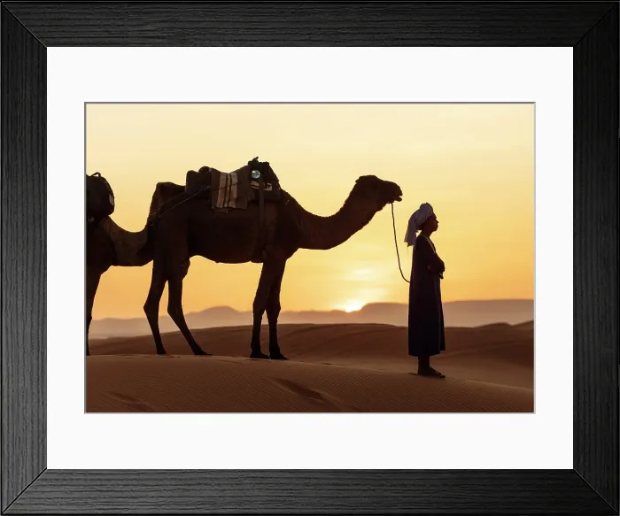 Framed Print : Berber man with his camel in the Erg Chebbi sand dunes, at sunset, Sahara Desert, near Merzouga, Morocco Framed Print : Berber man with his camel in the Erg Chebbi sand dunes, at sunset, Sahara Desert, near Merzouga, Morocco
