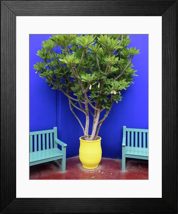 Framed Print : Blue wall, painted benches and potted plant, Majorelle Gardens, Marrakech, Morocco Framed Print : Blue wall, painted benches and potted plant, Majorelle Gardens, Marrakech, Morocco