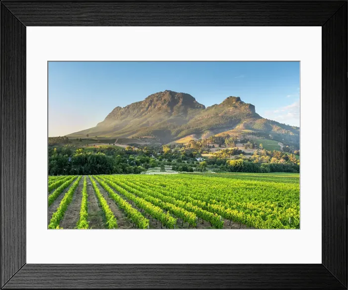 Framed Print : Vineyards of Stellenbosch & Simonsberg Mountain, Western Cape, South Africa Framed Print : Vineyards of Stellenbosch & Simonsberg Mountain, Western Cape, South Africa